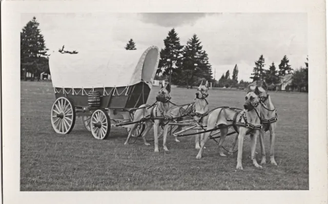 4 Great Dane Dogs Pulling Covered Wagon RPPC Postcard