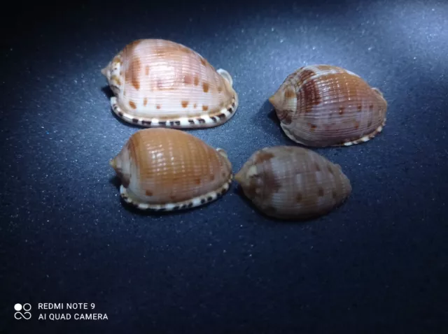 Very Lot&Nice Shells>Cypraecassis Testiculus Senegalica Crumena(Var.)Florida,Usa