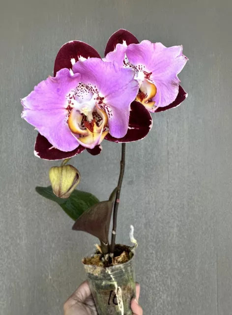 Orchid Phalaenopsis Phal Fanfmei Black Piano. Exact Plant.
