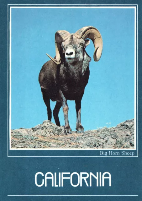 Big Horn Sheep California Chrome 4x6 UNP Postcard
