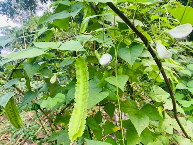 20 Winged Bean seeds Asparagus pea, Wing pea, Four Angled bean for live planting