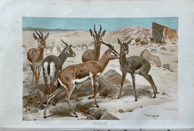Antique Animal Print - Gazelles - Antelope - Mammalia - Alfred Brehm - Germany
