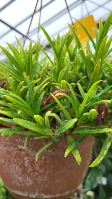 Columnea linearis, 5-10 cm unrooted cutting, rare gesneriad