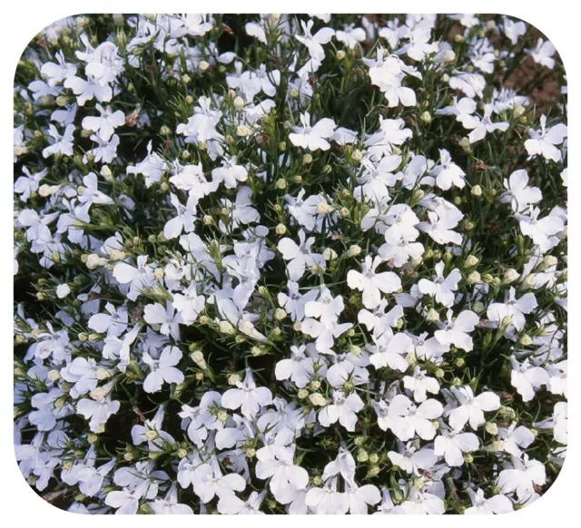 Lobelia 'Lady White' Upright Bush Mini Plug Plants x 24 For Potting On