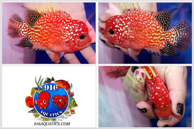 3.5 Inch Golden Base King Kamfa Live Flowerhorn #W11