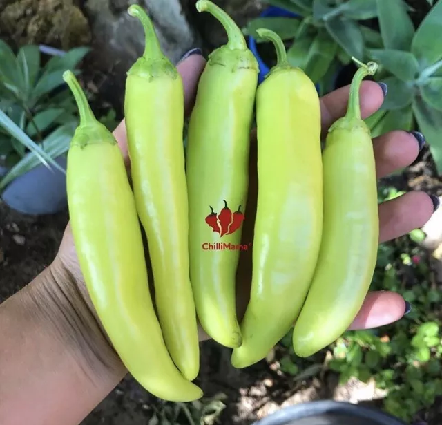 ChilliMama HUNGARIAN YELLOW Chilli Pepper 30 SEEDS MILD 1,000 - 15,000 SHU