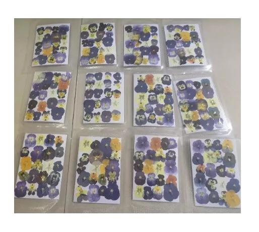 60Pcs/Lot Pressed Dried Viola Tricolor Flower Jewelry Postcard Diy Making Supply 3