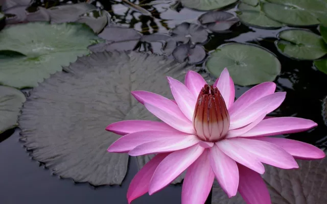 Nymphaea PINK NIGHT BLOOMING TROPICAL WATER LILY SEEDS