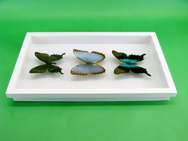 3 real beautiful and huge butterflies in the XXl showcase - single piece - 28 10