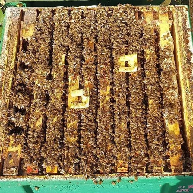 Trattamento Contro La Varroa Delle Api - Antivarroa - Apicoltura