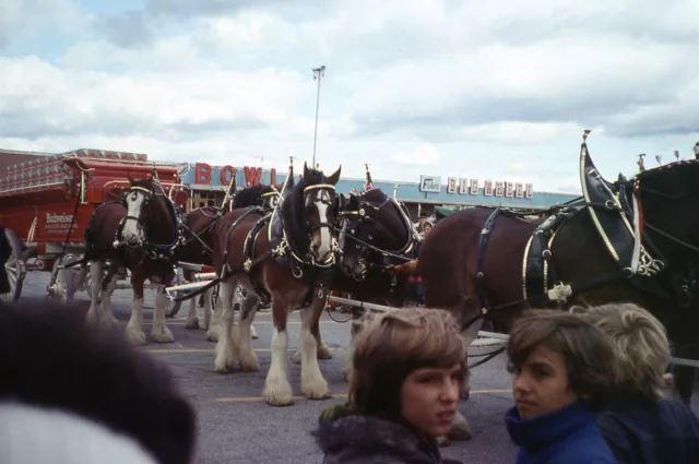 Boys Horses Budweiser Clydesdales Trailer Vintage 35MM Slide Photo Big Wheel