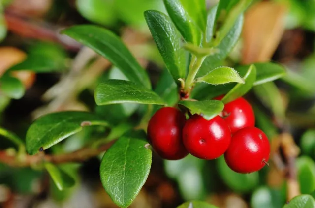 10 Graines Raisin-d'ours, Arctostaphylos Uva-Ursi, Kinnikinnick, Bearberry seeds