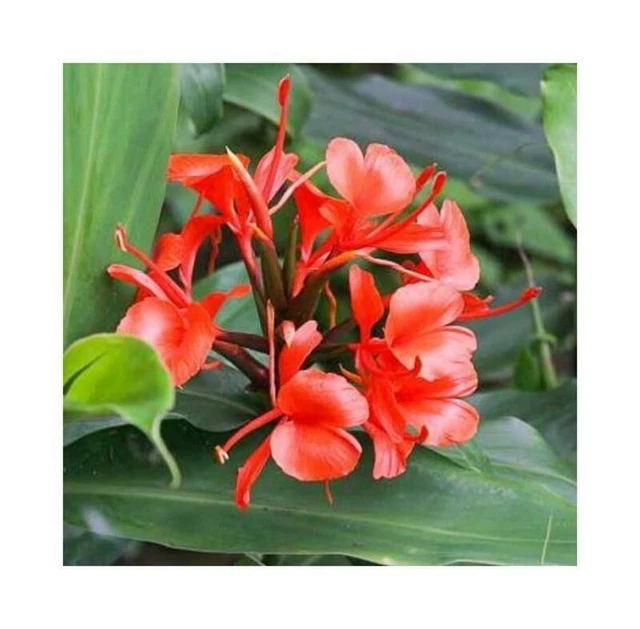 Graines De Renealmia Thyrsoidea - Lot De 10 Graines, Plante Vivace Tropicale De La Famille Du Gingembre