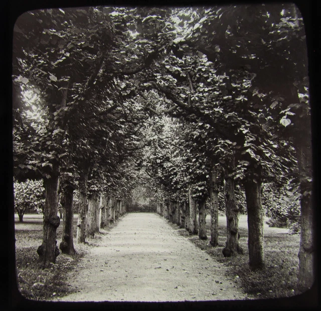GWW Glas Magic Laternenrutsche Trinity College Lime Walk C1890 Oxford L6