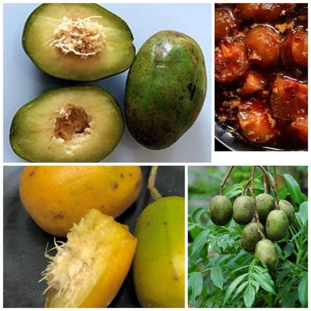9  Ambarella tree seeds Tropical Fruit Seeds Plum organic Seeds Spondias Dulcis