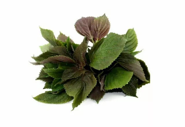 500 Graines de SHISO BICOLORE  non traitées - Hojiso Perilla frutescens britton