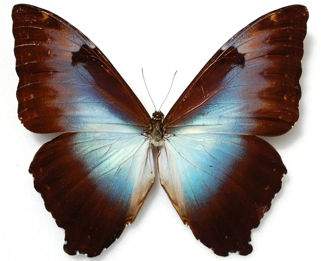 Male Morpho cisseis ssp  from Picuroyacu  Peru