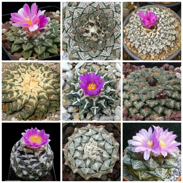 Astrophytum Capricorne - Piante Grasse A Casa Tua - Foto 7