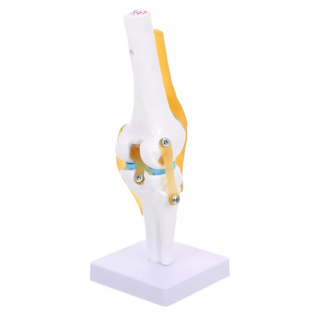 1: Life Size Human Knee Joint Model with Ligament Anatomy
