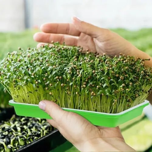 16 Sets Seed Sprouter Tray with Drain Holes Microgreens Growing Kit with
