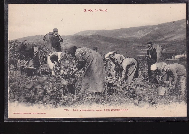 CPA  Vendanges dans les Corbières  La coupe des raisins