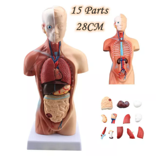 Human 28cm Unisex Torso Anatomical Model Skeleton Life Size Medical Anatomy UK