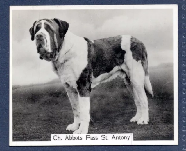 ST BERNARD - Original CHAMPION DOGS 1930's Photographic Cigarette Card