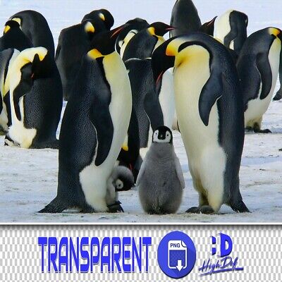 60 Pingüinos Transparentes Png Photoshop Superposiciones, Animales Aislados Archivos Png