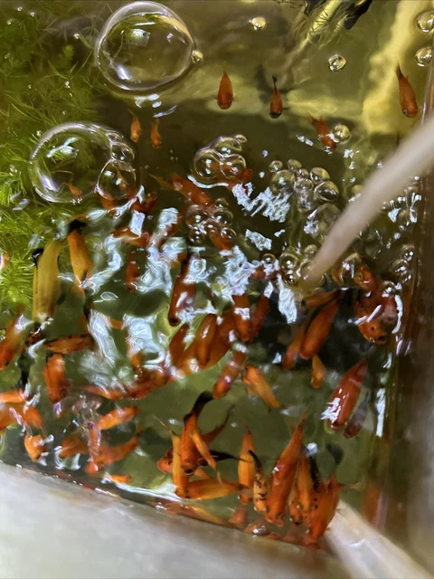 Assorted Colorful Platy LIVE FISH Read Description