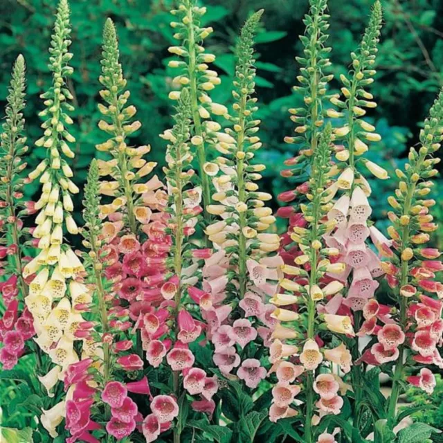 24 Foxglove Digitalis Gloxiniaeflora  Mixed  Herbaceous Perennial Plug Plants