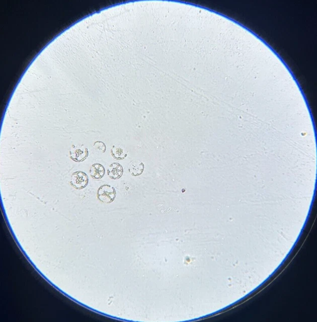 J.D. Moller Microscope Slide Sea Cucumber Chirodota Variabilis S. Philippines