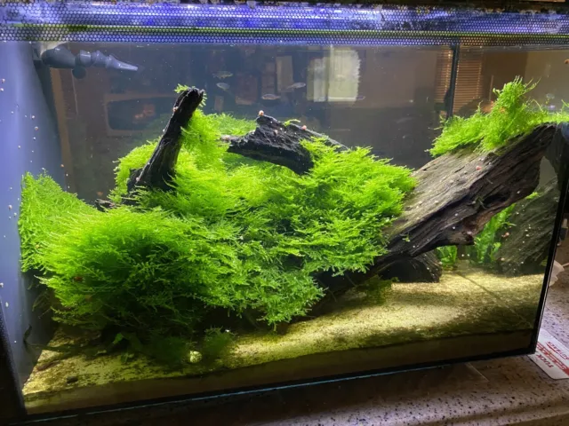 BUY TWO GET ONE FREE christmas moss aquarium fish tank