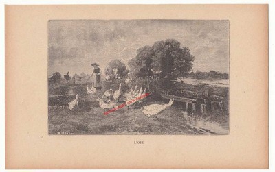 Oie Goose Ganso Gans  Bon point IMAGE CARD 60s 