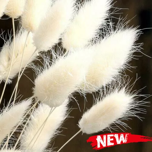 30Pcs Grass Bunny Tails Dried Flowers Lagurus Ovatus Stems Rabbit Tail