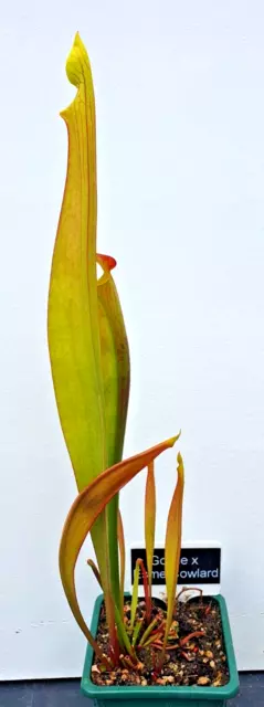 SARRACENIA GOLDIE x ESME COWLARD CARNIVOROUS PITCHER PLANT - 12" TALL