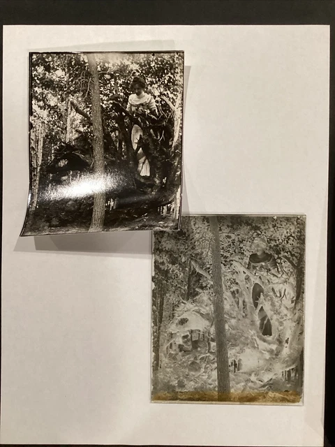 Original Glass Plate Negative & Photo Print Lady In Knotty Tree w Crazy Onlooker