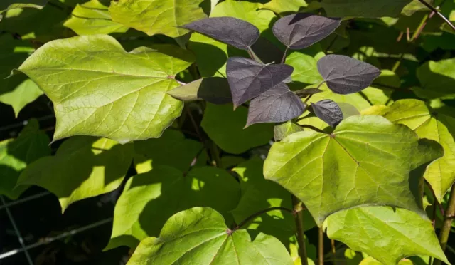 Catalpa erubescens 'Purpurea' - Trompetenbaum - Bohnenbaum