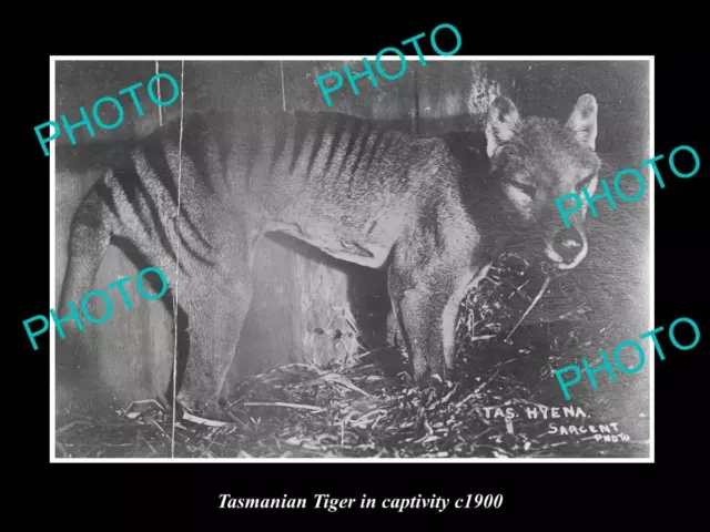 OLD 8x6 HISTORIC PHOTO OF A TASMANIAN TIGER IN CAPTIVITY c1900 1