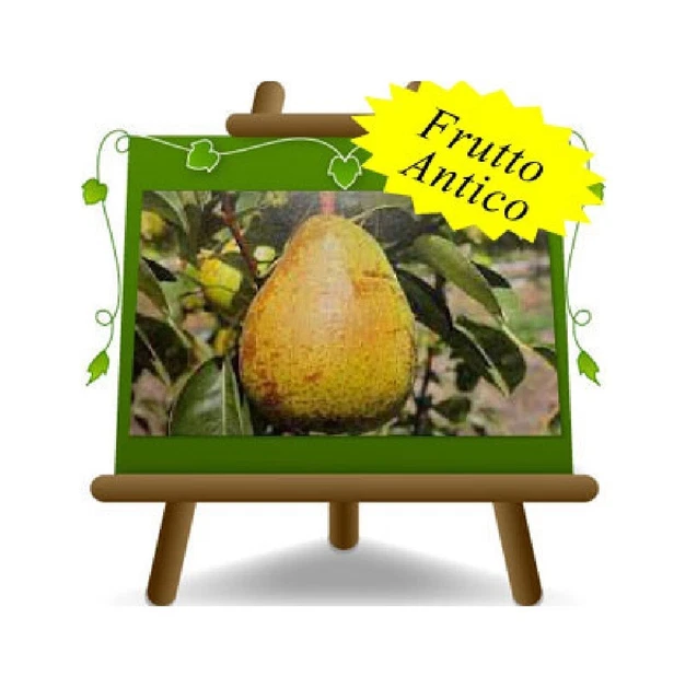 Diospyros Kaki (Kaki De Chine, Plaqueminier Du Japon) - LA FORET COMESTIBLE