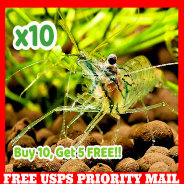 🦐 x10 Live Freshwater Ghost Glass Grass Pond Aquarium Shrimp Feeders Fish Food