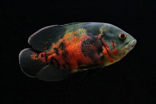 Tiger Oscar - (Astronotus ocellatus) - Live Freshwater Fish Shipped from US