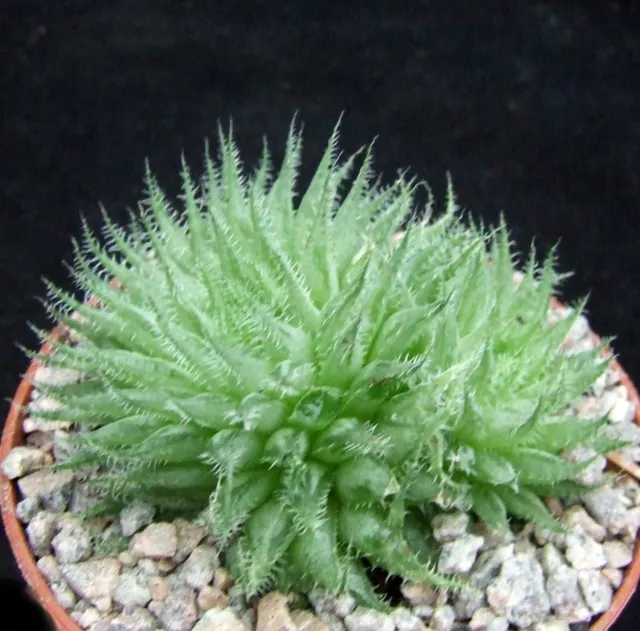 Haworthia Tenera choice 6.9cm collectors South African succulent / cactus