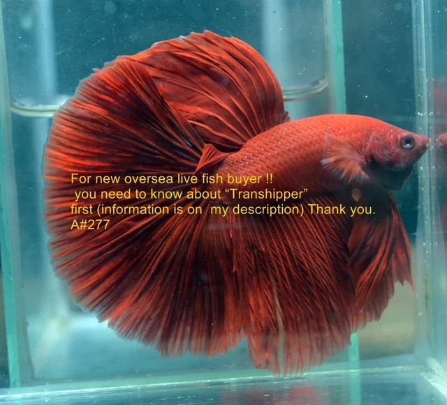 LIVE Betta fish Super Red Hm male A#277 Charmingbetta From Thailand.