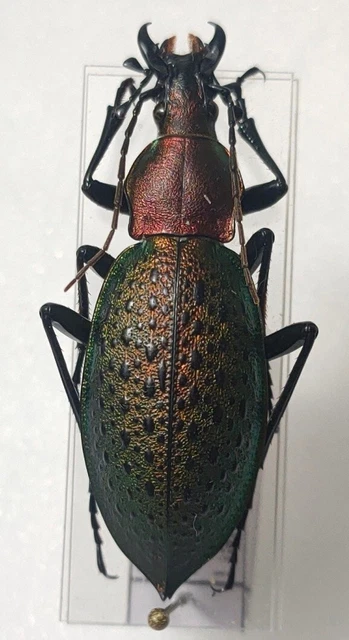 Carabus Coptolabrus smaragdinus ssp tschillensis Chine mont Housan