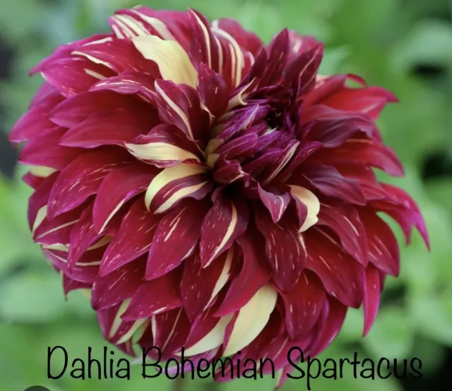 Dahlia Bohemian Spartacus X 3