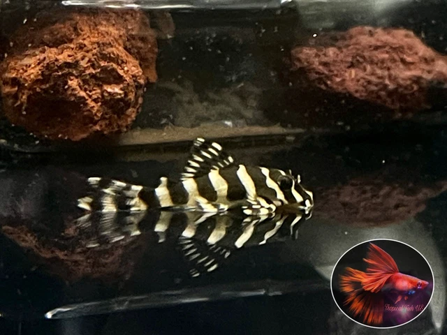 1 Pleco L134 ( Size 3+ Cm)  - Fancy Leopard Frog Pleco - High Quality Live Fish 4
