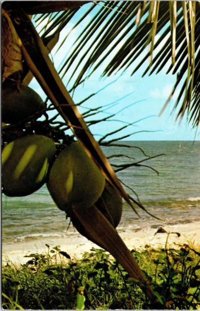 Coconut & Palm Trees Florida White Sandy Beaches Ocean Chrome Postcard