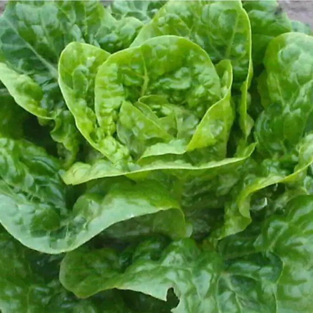 50 Graines de Laitue Romaine Coeur de Tudela, Lactuca Sativa