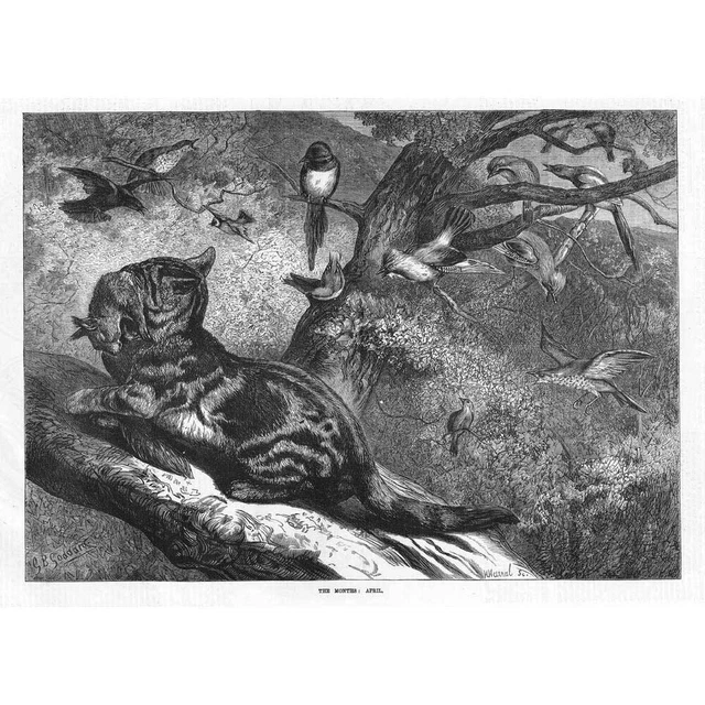 Cat Captures Leveret in April; British Natural History - Antique print 1871