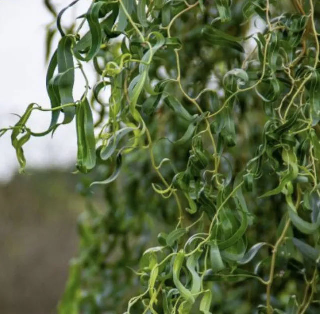 3 Stecklinge mit Wurzeln von der Korkenzieher Weide : aus meinem BIO GARTEN :)